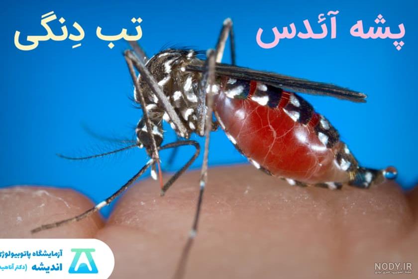 علائم تب دنگی چیست؟ روش‌های پیشگیری از بیماری دانگی