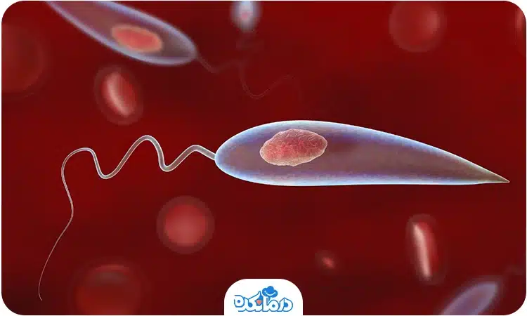 علائم و درمان سالک + عکس بیماری (گزیدگی) | دنیای حیوانات