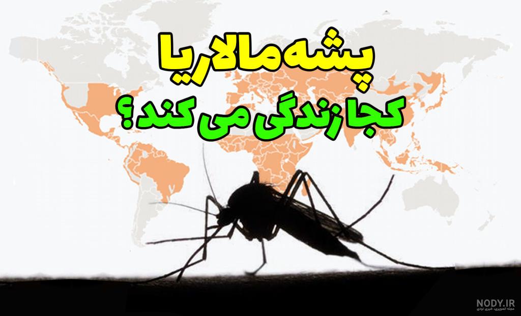 عکس از پشه مالاریا