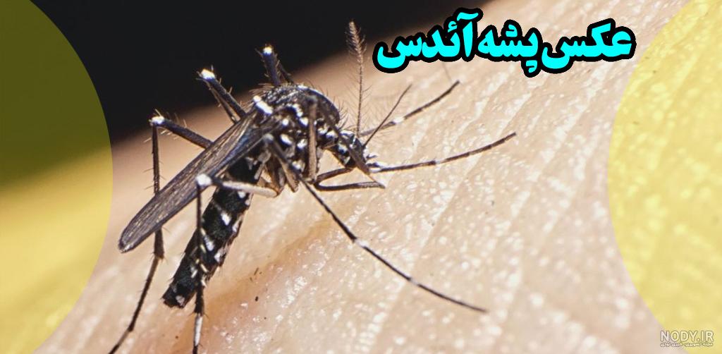 عکس جای نیش زدن پشه