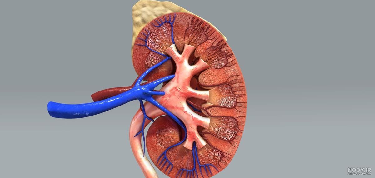 عکس رنگی کلیه ها در اصفهان عکس رنگی کلیه ها در اصفهان