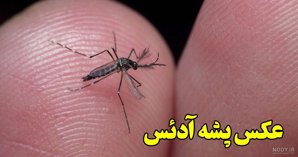 عکس نیش زدن پشه