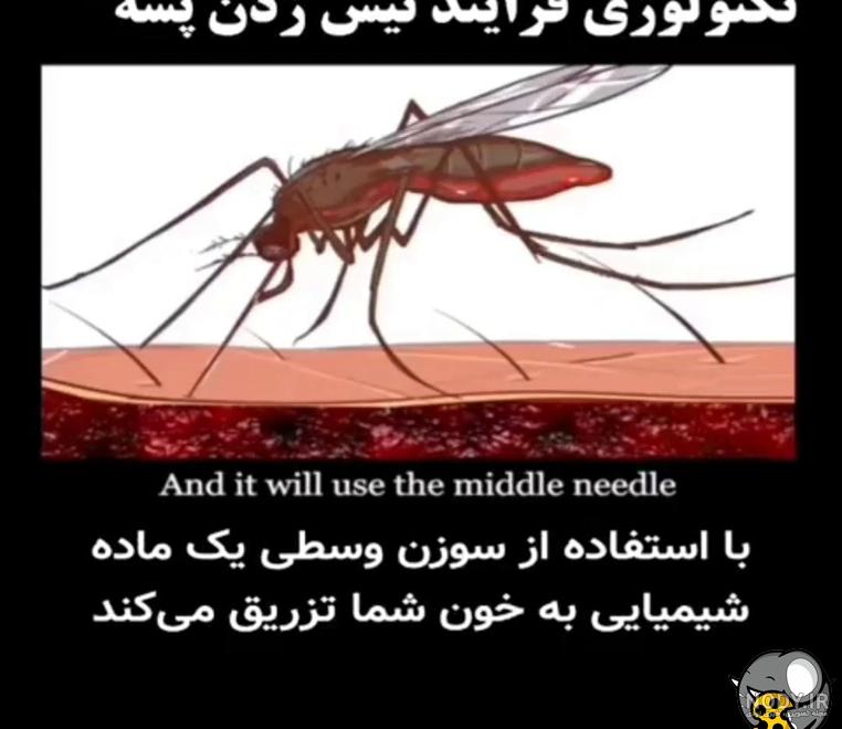 عکس نیش زدن پشه سالک