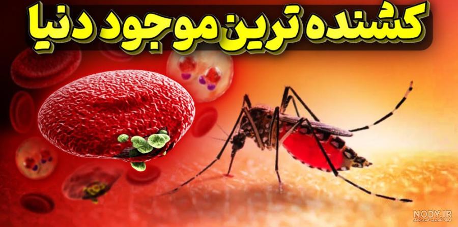 عکس نیش زدن پشه ها
