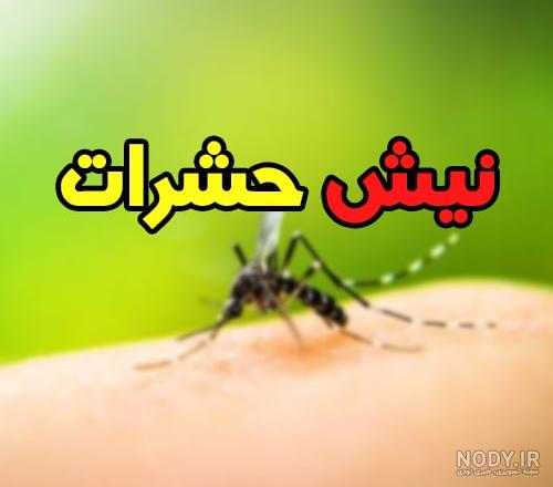 عکس نیش زدن پشه ها