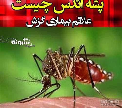عکس نیش زدگی پشه