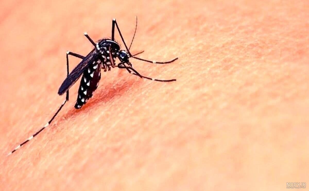 عکس پشه آئدس (Aedes) | همه چیز درباره ‌پشه آئدس و بیماری تب دنگی - دیبامگ