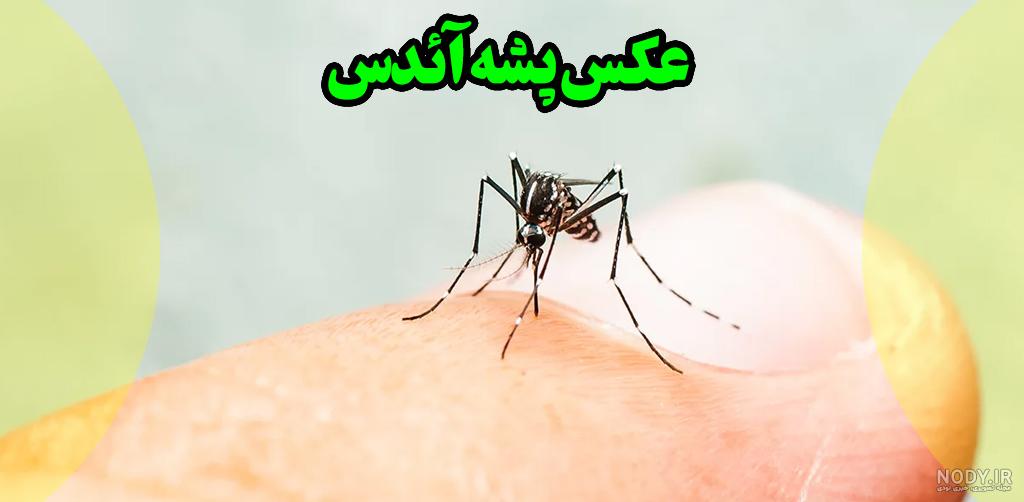 عکس پشه آئدس از دور
