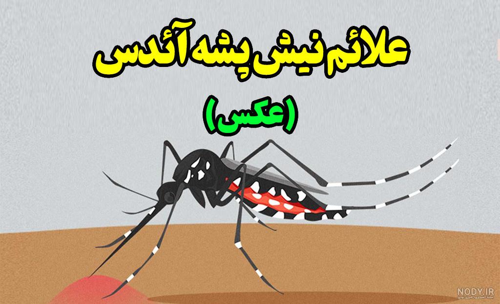 عکس پشه ائدس بوشهر