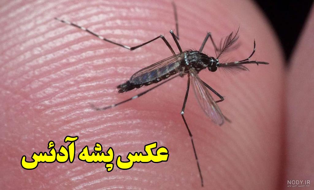 عکس پشه های تب دنگی عکس پشه های تب دنگی