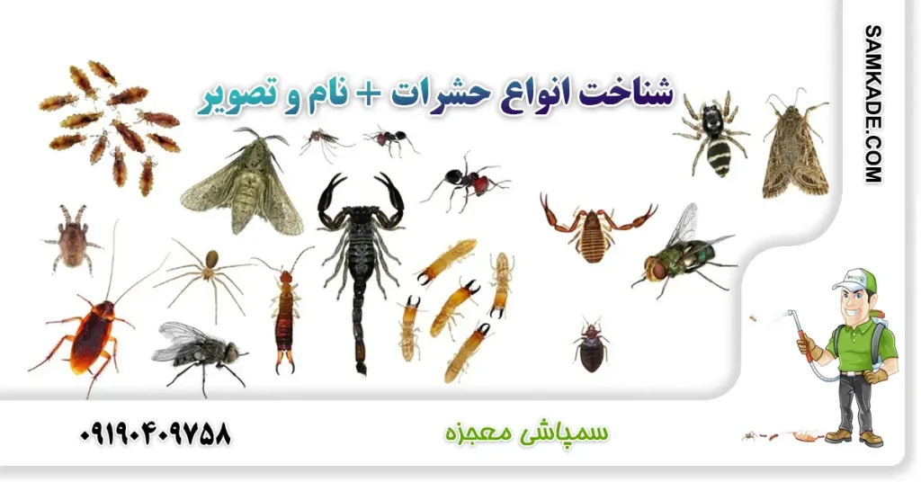 عکس پشه های جدید عکس پشه های جدید
