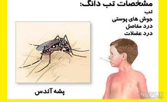 عکس پشه های جدید کشنده