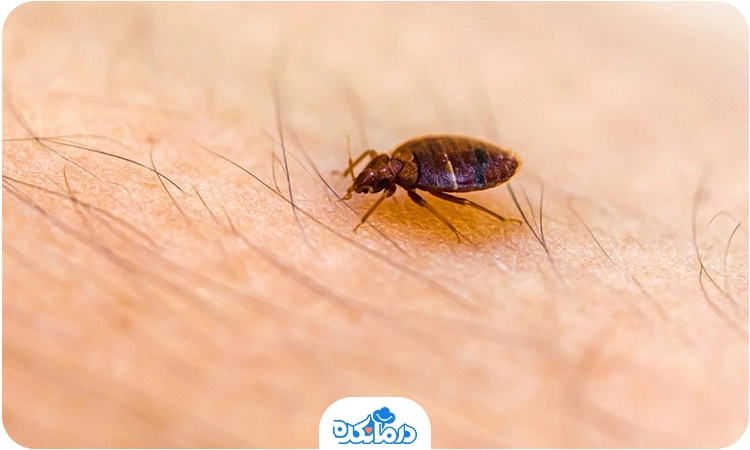 عکس پشه ریز سیاه عکس پشه ریز سیاه