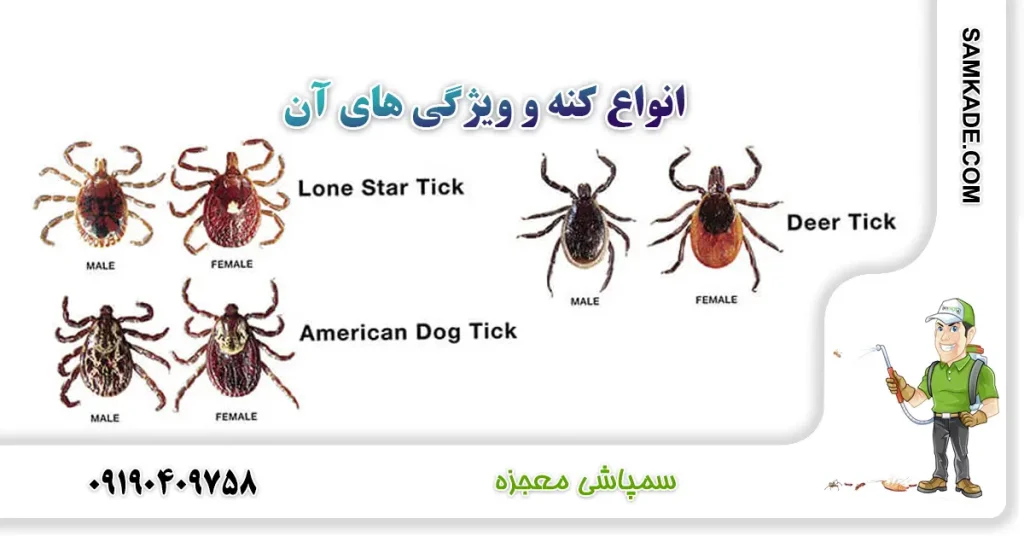 عکس پشه های مختلف