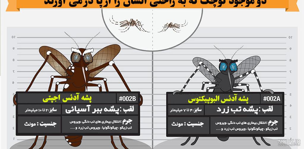 عکس پشه مرگ - عکس نودی
