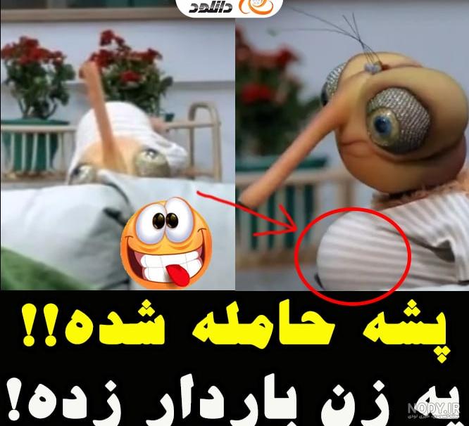 عکس های پشه مهمونی عکس های پشه مهمونی