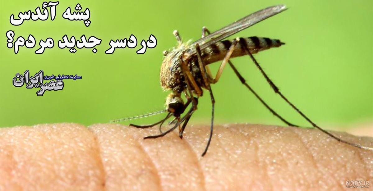 عکس پشه های کشنده