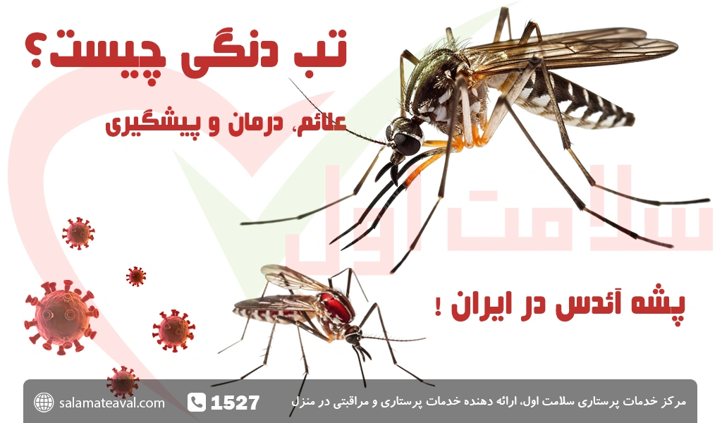 عکس پشه ی آئدس در ایران عکس پشه ی آئدس در ایران