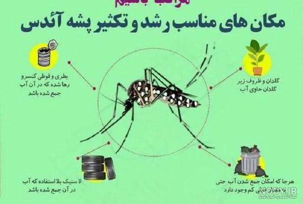 ماجرای مشاهده یک پشه خطرناک در جنوب ایران چیست؟ +فیلم - مشرق نیوز