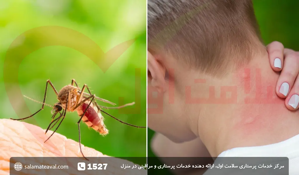 معرفی پشه وشناخت انواع آن