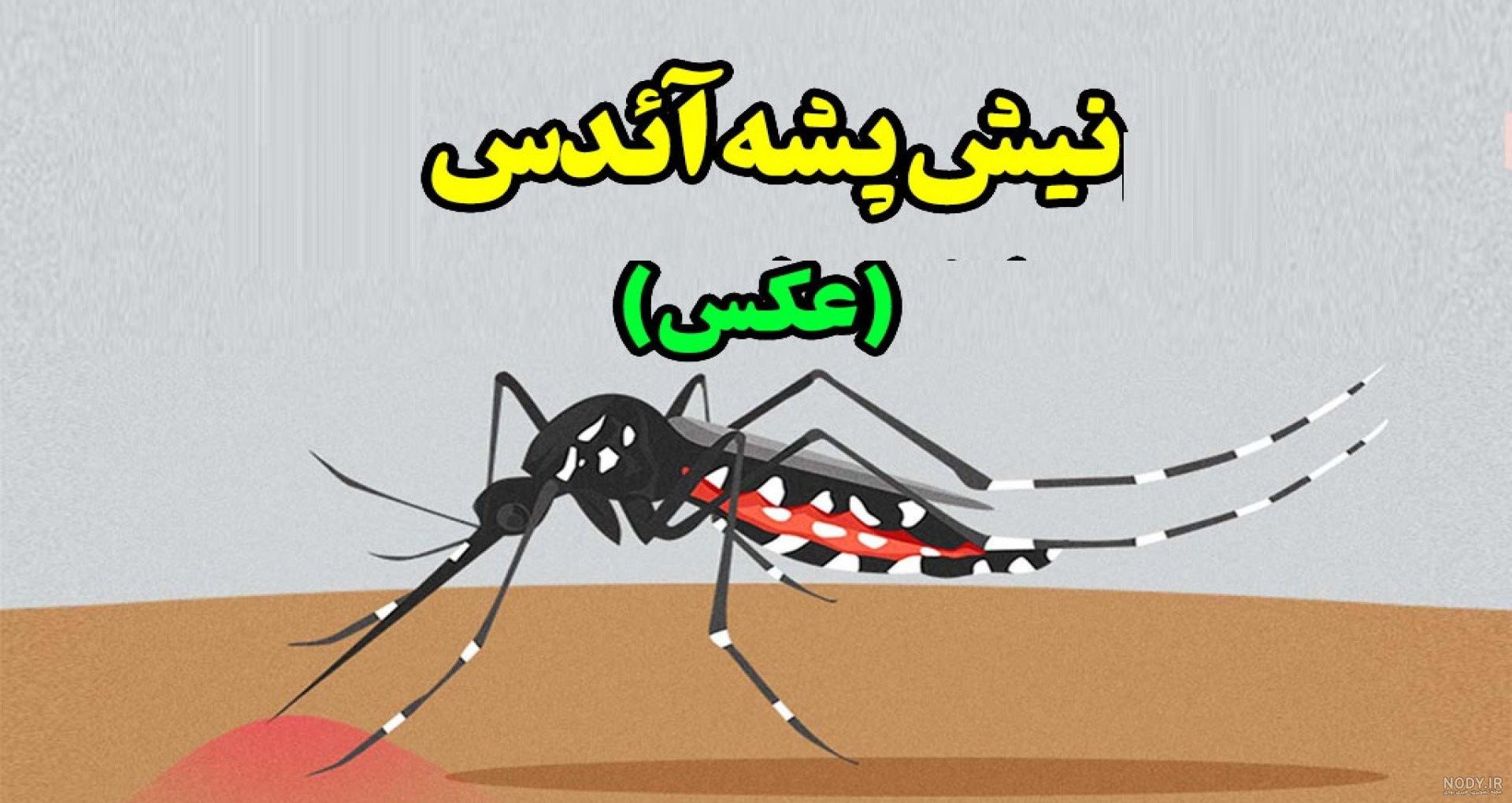 معرفی پشه وشناخت انواع آن معرفی پشه وشناخت انواع آن