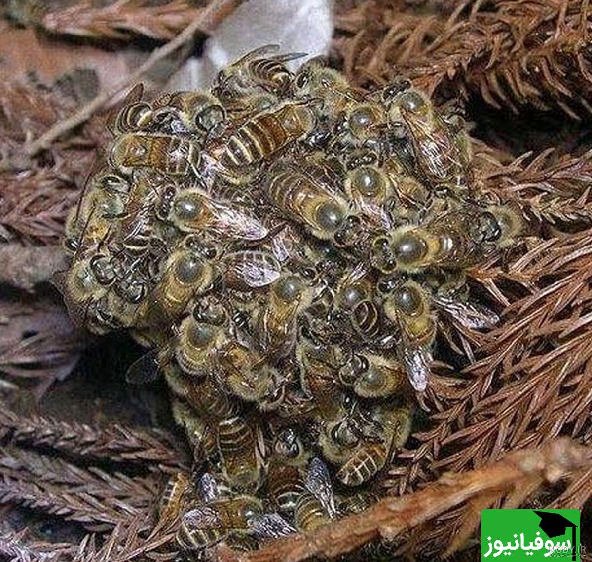 ملکه گرگ ها در جنگل اثر هنری 1606874