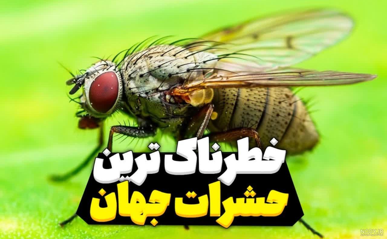 موزه حشرات غول آسا در تنسی آمریکا ‏ | لست‌سکند