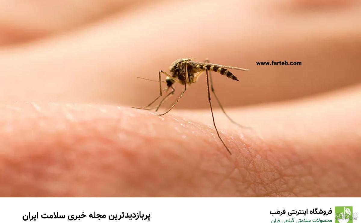 نیش پشه با بدن انسان چه می‌کند؟ - خبرگزاری آنا