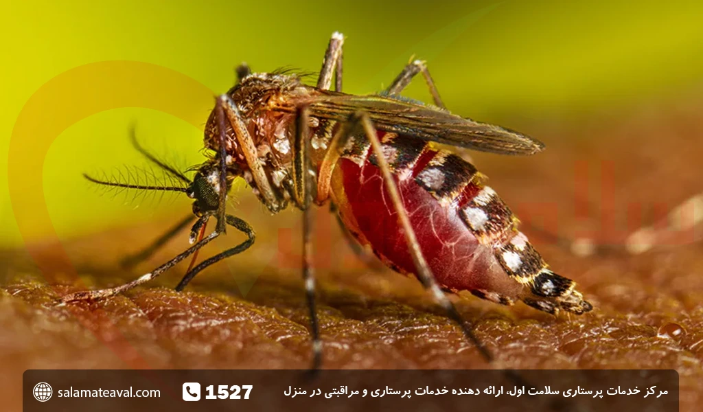 هشدار درباره کاسبی با پشه آئدس!