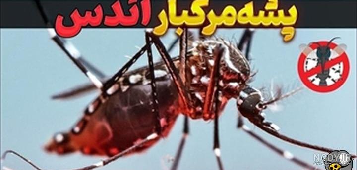 هشدار؛ مشاهده این پشه کُشنده در نزدیکی مرز ایران | اگر بومی کشور شود خطرناک است - همشهری آنلاین هشدار؛ مشاهده این پشه کُشنده در نزدیکی مرز ایران | اگر بومی کشور شود خطرناک است - همشهری آنلاین