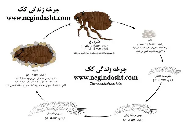 همه چیز درباره حشرات شمال و نحوه مقابله با آنها - وبلاگ شب همه چیز درباره حشرات شمال و نحوه مقابله با آنها - وبلاگ شب