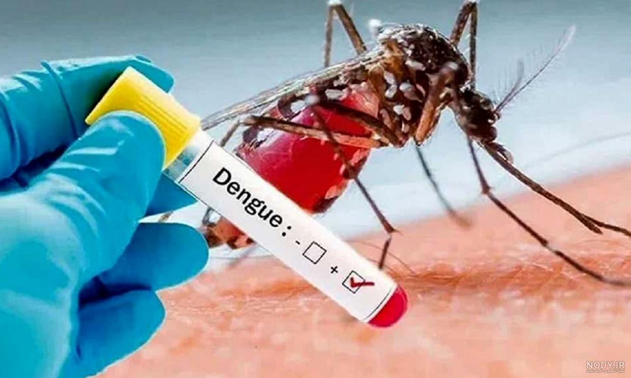 همه چیز درباره ی پشه آئدس همه چیز درباره ی پشه آئدس