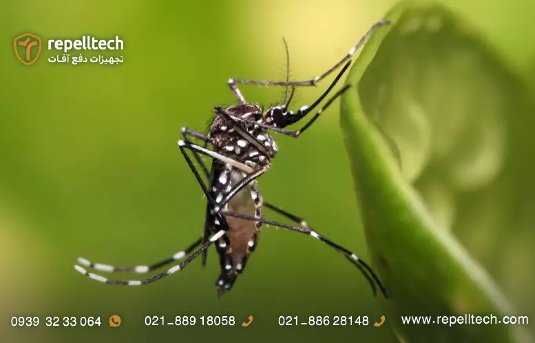 همه چیز درباره ی پشه آئدس