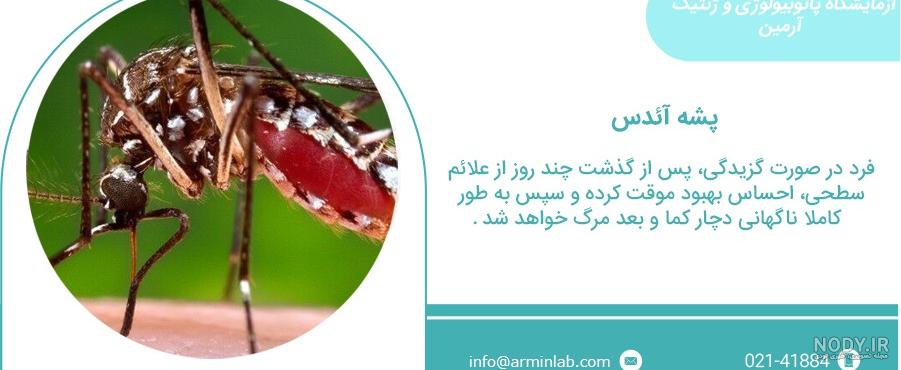 همه چیز در مورد پشه ها همه چیز در مورد پشه ها