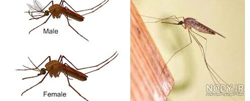 ورود پشه آئدس به این استان؟/افزایش خطر ورود حشره خطرناک به داخل کشور + ورود پشه آئدس به این استان؟/افزایش خطر ورود حشره خطرناک به داخل کشور +
