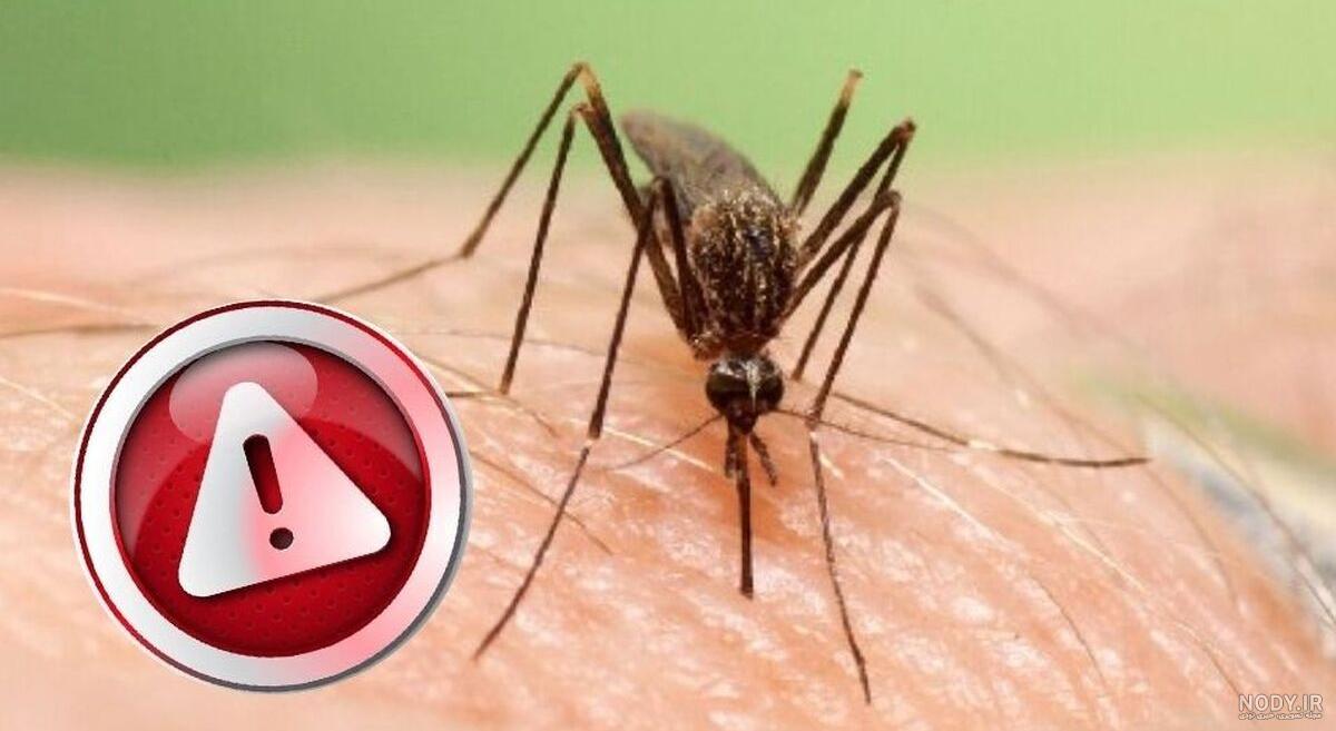 پای پشه آئدس به اردبیل باز شد - خبرگزاری مهر | اخبار ایران و جهان | Mehr  News Agency