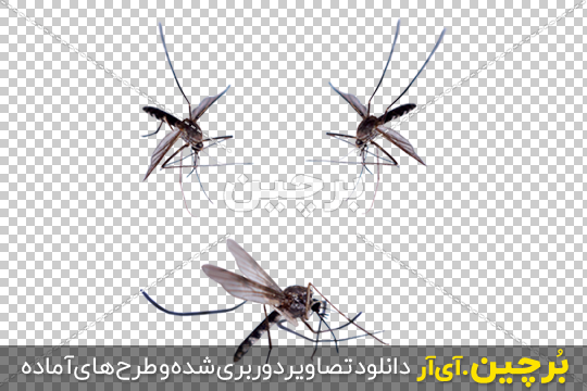 پشه آئدس در پارسیان، بندرلنگه و دو شهر بوشهر مشاهده شد - گروه رسانه ای صبح ساحل پشه آئدس در پارسیان، بندرلنگه و دو شهر بوشهر مشاهده شد - گروه رسانه ای صبح ساحل