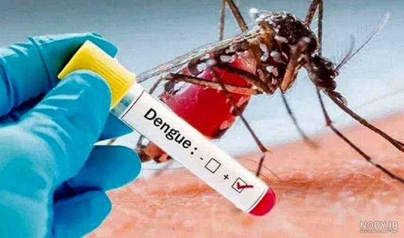 پشه های جنس آئدس اطلاعات کلی درباره شناسایی و بیماری هایی که منتقل میکنن