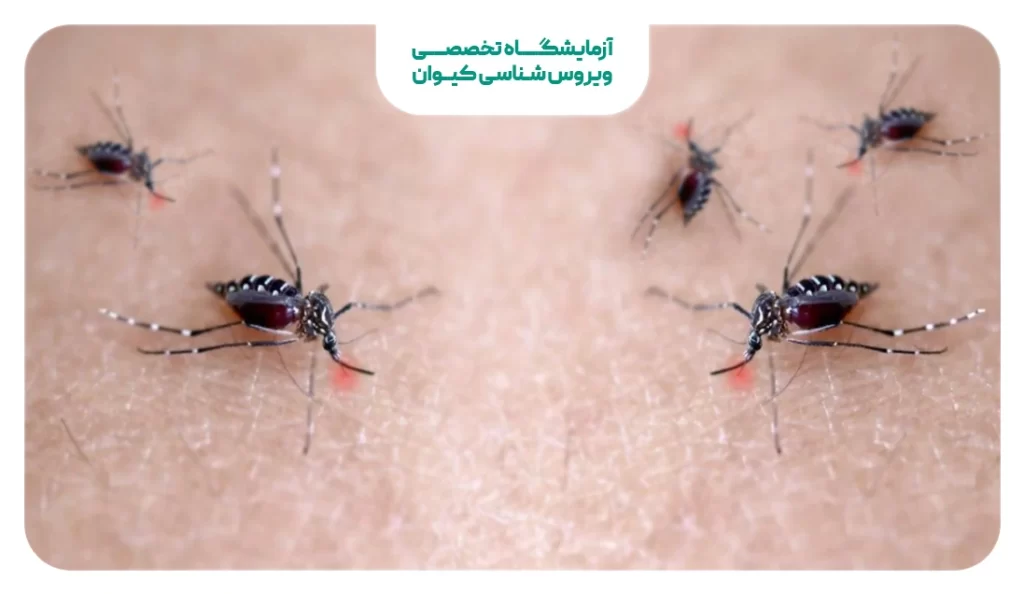 پشه خاکی Phlebotominae پشه خاکی Phlebotominae