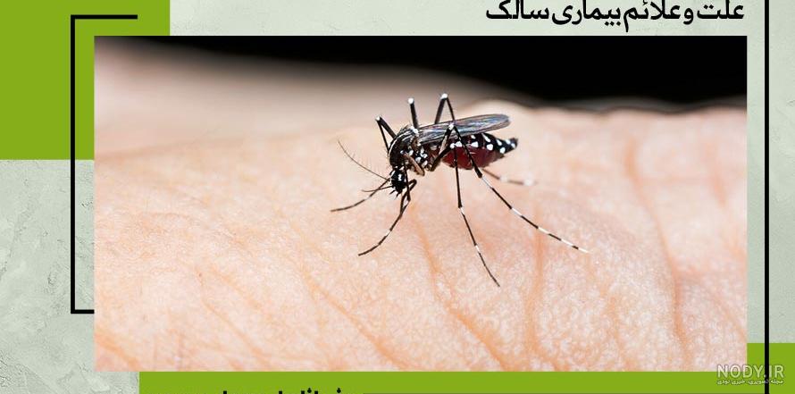 پشه خاکی - ویکی‌پدیا، دانشنامهٔ آزاد