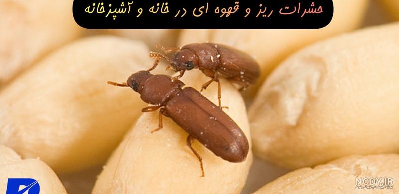 پشه های ریز یا پشه قارچ یکی از مشکلات شایع گیاهان آپارتمانی | گل گیفت پشه های ریز یا پشه قارچ یکی از مشکلات شایع گیاهان آپارتمانی | گل گیفت