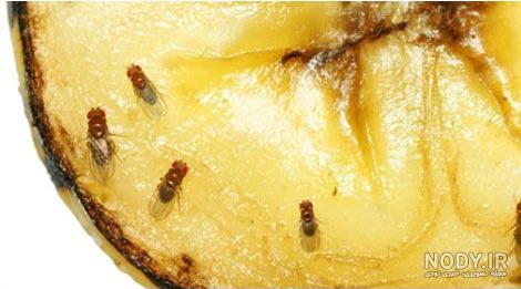 چگونه مگس های ریز توالت را به راحتی از بین ببریم؟