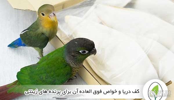بلوک معدنی و سنگ صدف کف دریا