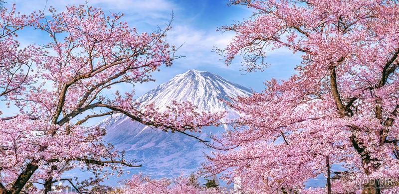 عکس های دیدنی از ژاپن، سرزمین شکوفه های گیلاس - کجارو عکس های دیدنی از ژاپن، سرزمین شکوفه های گیلاس - کجارو