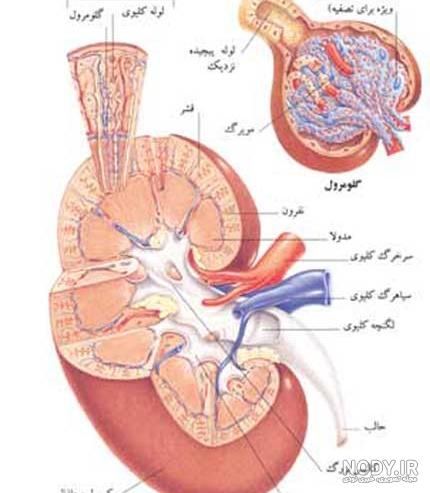 عکس سنگ ریزه کلیه عکس سنگ ریزه کلیه