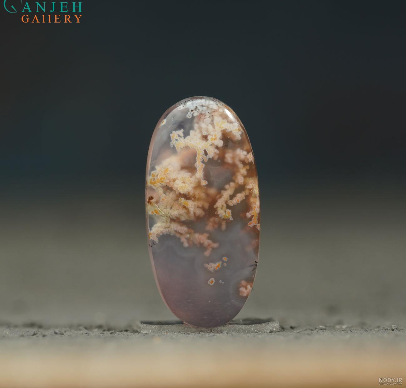 عکس سنگ شجر دریایی