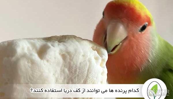 فواید کف دریا و سنگ کلسیم برای پرندگان زینتی - Bizim Tuti بیزیم طوطی