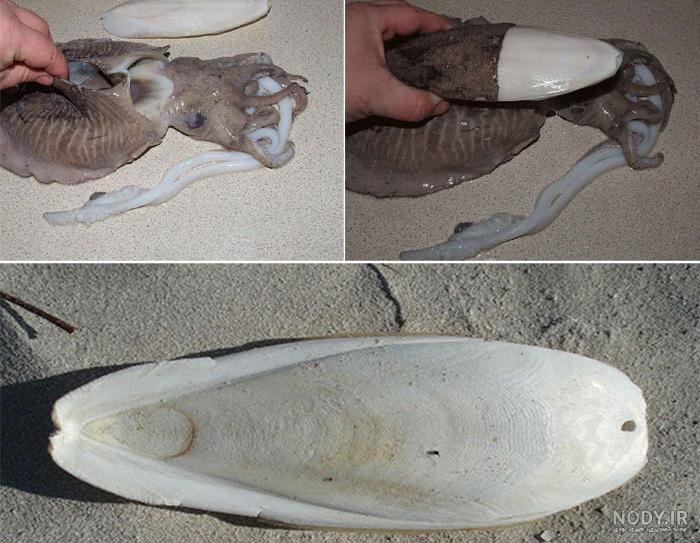 منظره ای از ساحل سنگی 1427524