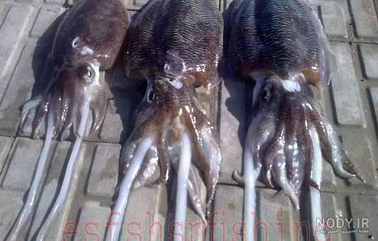 کشف شمشیر عجیب در کف دریا + عکس