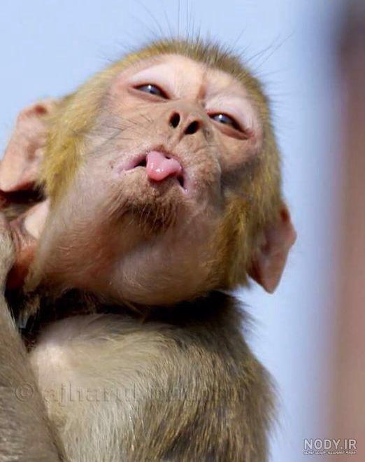 عکس میمون🐒دانلود 26 عکس میمون با کیفیت بالا عکس میمون🐒دانلود 26 عکس میمون با کیفیت بالا